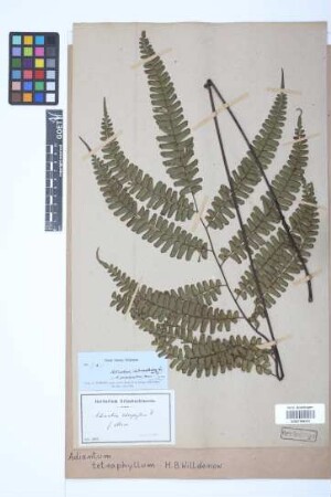 Adiantum tetraphyllum
