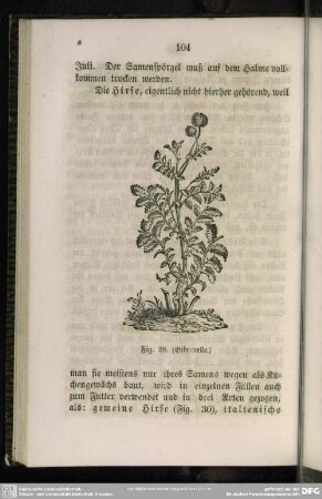 Fig. 28. (Bibernelle)