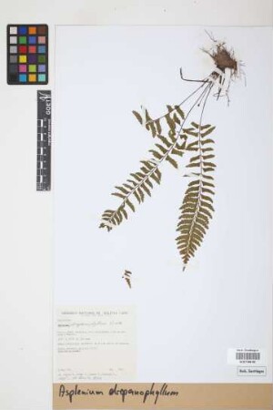 Asplenium drepanophyllum Kunze