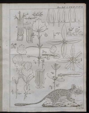 Nouv. Bull. Sc. T. II. Pl. 1ère. No.35. [zu S. 121f]