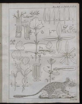Nouv. Bull. Sc. T. II. Pl. 1ère. No.35. [zu S. 121f]