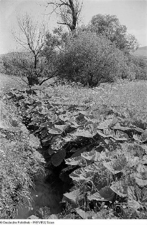 Linker Nebenfluss der Saale oberhalb Saalfeld