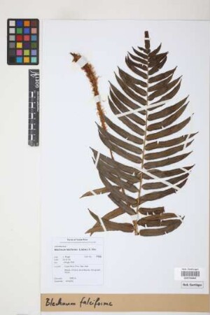 Blechnum falciforme (Liebm.) C. Chr.