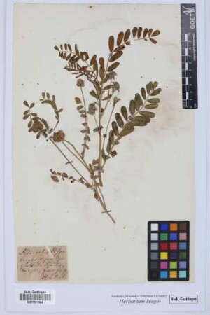 Astragalus