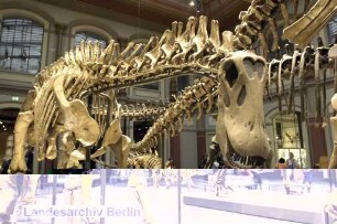 Museum für Naturkunde; Invalidenstraße 43 (Mitte)
