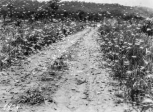 Heuschrecken : Heuschreckenschwarm auf einem Feld