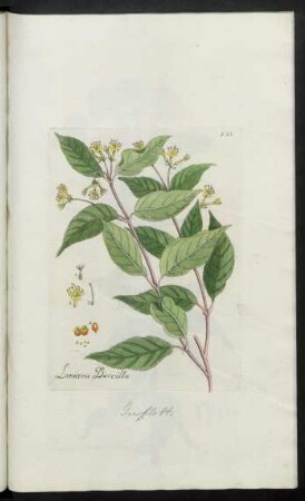 533. Lonicera Diervilla