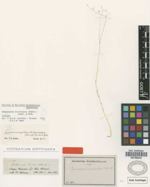 Ptychomeria divaricata Benth. [type]