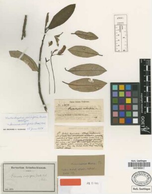 Gesneria salicifolia (Griseb.) Urb. [type]