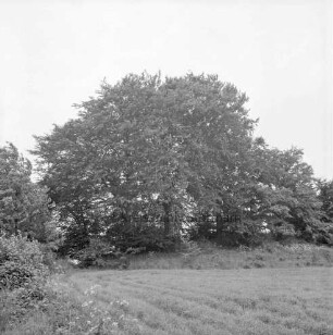 Bunsberg mit Baumbestand: vorn Weide