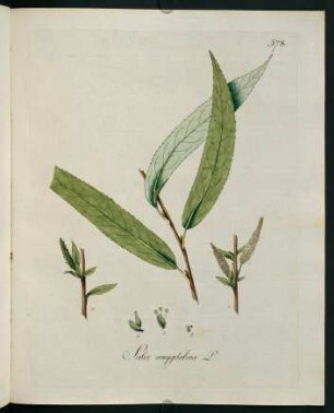 Salix amygdalina L.