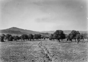 Landschaft : Blick über ein abgeerntetes Feld mit Ölbäumen, im Hintergrund Berge