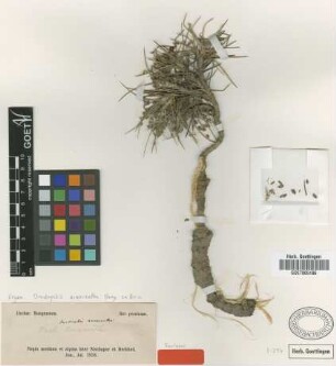 Onobrychis arnacantha Bunge ex Boiss. [syntype]