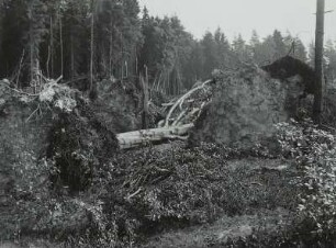 Moritzburg-Radeberger Platte: Massenei bei Arnsdorf. Starke Sturmschäden im Kiefern- und Fichtenstangenbestand 4.VII.1929