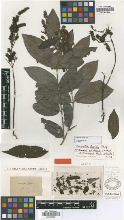 Combretum laxum Jacq.