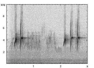 Buchfink | Fringilla coelebs - Ruf