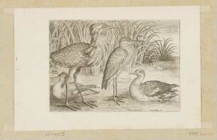 Säger, Rohrdommel, Reiher und Krickente, Blatt 2 der Folge "Vögel"