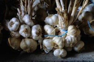 Frankreich. Bretagne. Ille et Vilaine. La Jugandiere. Knoblauch
