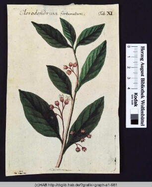 Clerodendrum fortunatum.