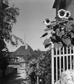 Schwäbisch Hall. Blick von einem Vorgarten mit Sonnenblumen zu einem Fachwerkhaus