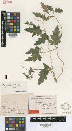 Caiophora cernua (Griseb.) Urb. & Gilg [type]