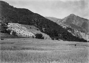 Landschaftsblick : Blick über das Tal des Oued Agrioun bei Tadergount. Im Vordergrund ist ein Haferfeld zu erkennen; dahinter befindet sich Weinanbau. An den Berghängen sind Gerstenfelder mit Ölbäumen sowie eine dichte Macchiebewachsung zu sehen.