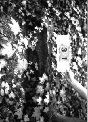 Grabstein 31 (Index: 100105609) Material: Sandstein Zustand: gespalten, nur Sockel erhalten Beschreibung: Sockel: Grabstein 31