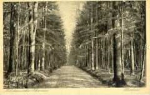 Waldweg in Dodau, in der Holsteinischen Schweiz