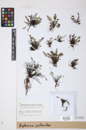 Asplenium petrarchae