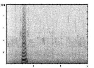 Trompeterschwan | Cygnus buccinator - Ruf