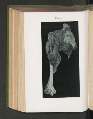 Fig. 171.