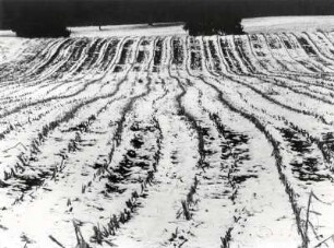 Winterlicher Acker, grafisch