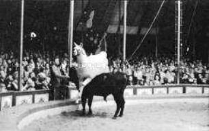 Dressierte Tiere (Lama und Rind?) bei Sprungnummer im Circus Busch in Berlin (Ost)