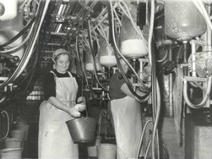 Melkanlage in Radibor : Viehwirtschaft - häusliche Viehwirtschaft. Ort: Radwor / Radibor. Melktechnik