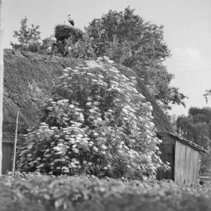 Blick auf ein mit Strohgedecktes Blockhaus mit Storchennest. : Wid na ze słomu pokrytu kładźitu chěžu z baćonjacym hnězdom.