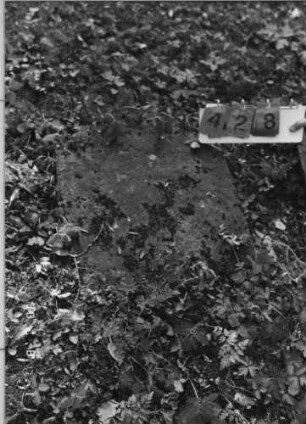 Grabstein 428 (Index: 99791240) Zustand: sehr stark verwittert Maße HxBxT: 64x56xo.A. cm: Grabstein 428