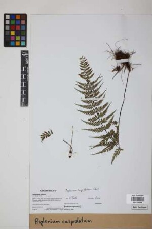 Asplenium cuspidatum Lam.