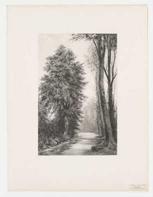 Étude de hêtres, Blatt 23 der Folge "Le paysage au fusain"