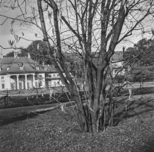 Dresden-Pillnitz. Magnolie im Schlossgarten mit Blick zum Bergpalais