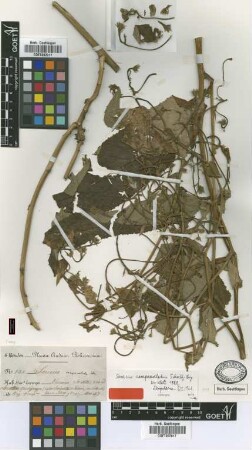 Senecio campanulatus Sch.Bip. ex Klatt [type]