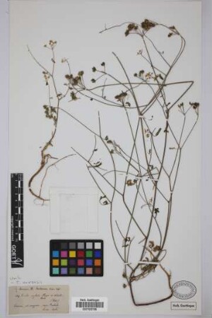 Torilis neglecta Spreng.