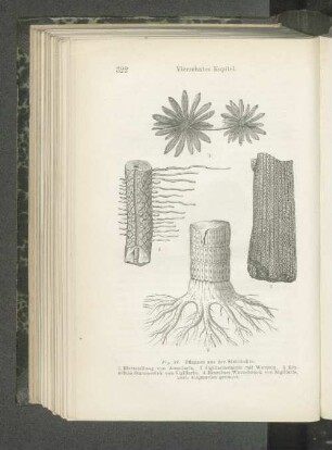 Fig. 88. Pflanzen aus der Steinkohle.