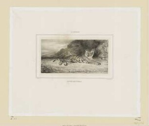 Etude de Tigre