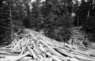 Agapia: Kloster Agapia Deal, Baumstämme im Wald