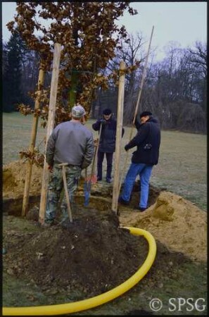 Potsdam, Neuer Garten, Pflanzen eines Baumes.
