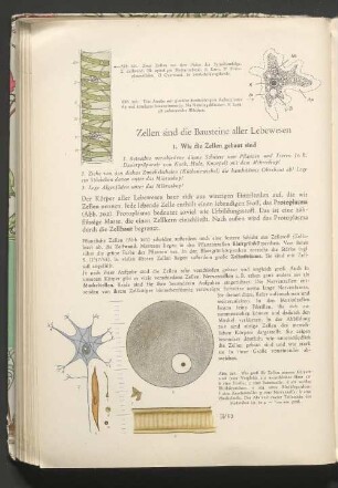 Zellen sind die Bausteine aller Lebewesen