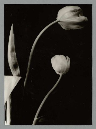 Tulpen vor schwarzem Hintergrund