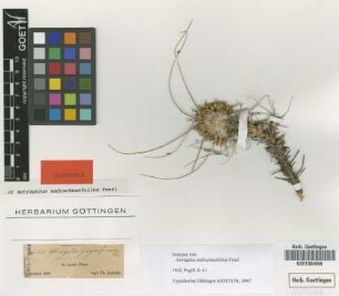 Astragalus andrachnifolius Fenzl [isotype]