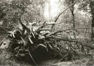Pillnitzer Elbinsel. Abgerissene Wurzeln eines durch Sturm und Hochflut 1926 geworfenen Baumes