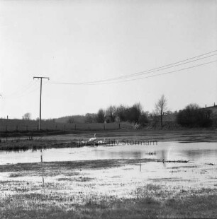 Königsteich ["Meyerscher Teich"]: hinten Schwanenpaar im Wasser: dahinter Knicklandschaft